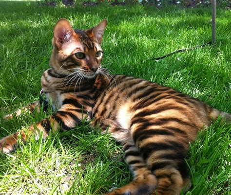 This tiger looking toyger pet cat type was established by the cross between a common Bengal ...