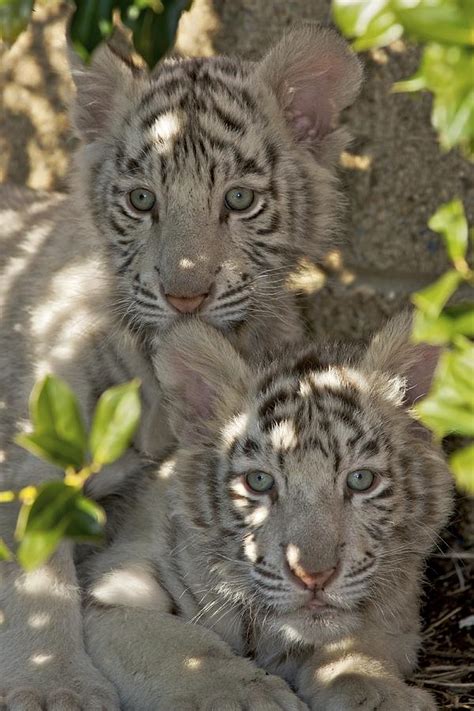 Bengal Tiger Cubs Photograph by Byron Jorjorian