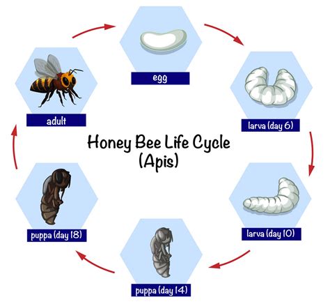 Life cycle of the honey bee - Bee observation centre