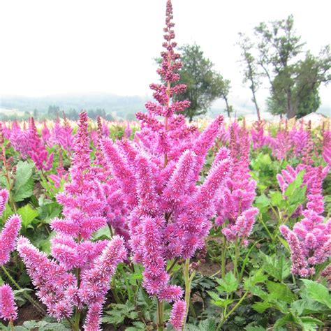 Astilbe Bare Root Plants for Sale | Luminous Shade Collection – Easy To Grow Bulbs