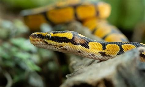 Ball Python Habitat Checklist (Supplies List)