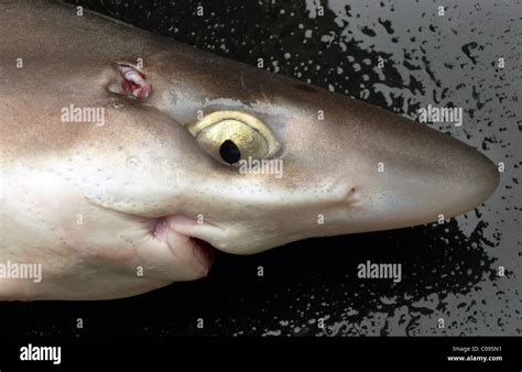 Spiny dogfish hi-res stock photography and images - Alamy