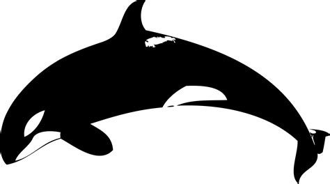 Free Cartoon Killer Whale, Download Free Cartoon Killer Whale png images, Free ClipArts on ...