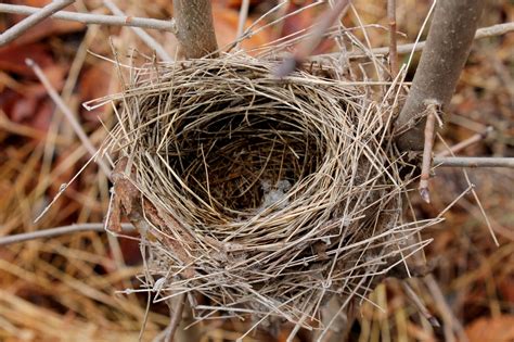 Pictures of Different Bird Nests on Animal Picture Society