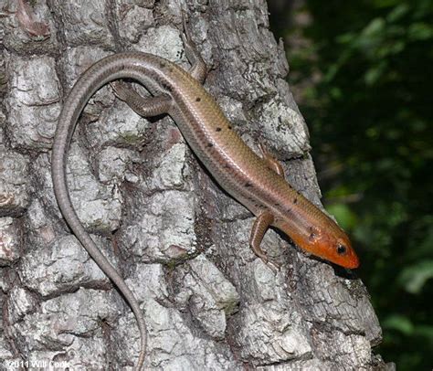 Broadhead Skink (Eumeces laticeps) | Lizard, Reptiles, Reptile snakes