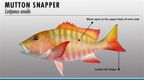 Snapper Fish Identifier | FISHTRACK.COM