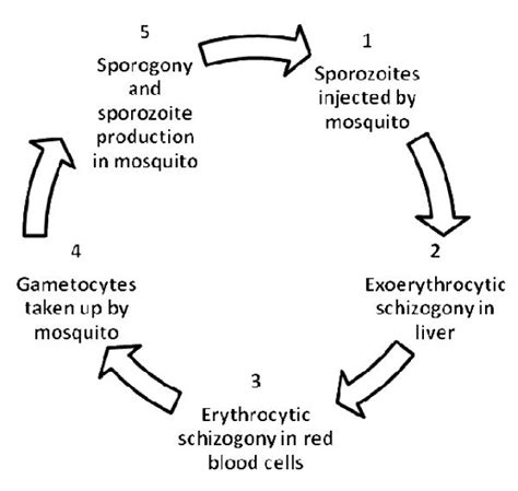 Schematic life cycle of Plasmodium spp. | Download Scientific Diagram