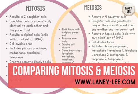 Mitosis Vs Meiosis Venn Diagram