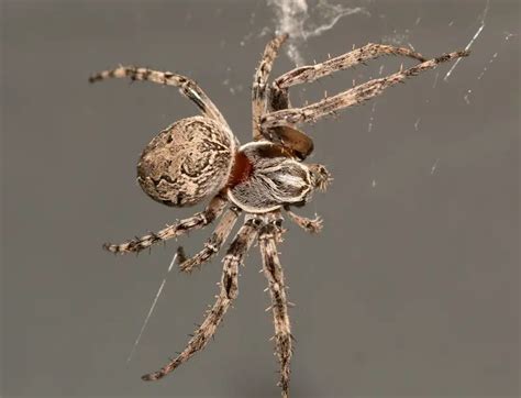 10 Grey House Spiders with Pictures and Identification