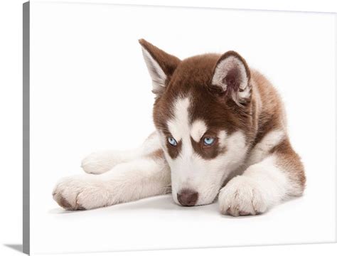 Sleepy Husky Puppy Wall Art, Canvas Prints, Framed Prints, Wall Peels | Great Big Canvas