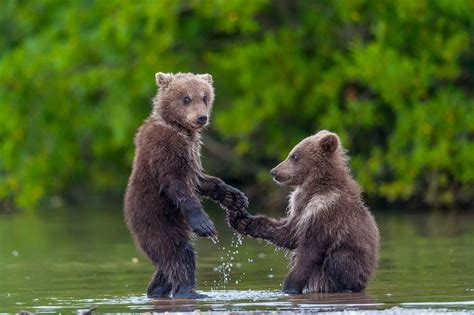 Adorable bear cubs shaking hands - Irish Mirror Online