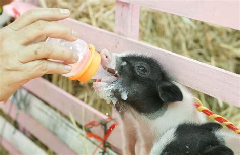 How to Take Care of Mini Pigs as Pets: Fact Sheet & Advice 2024 | Pet Keen