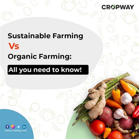 Sustainable Farming Vs Organic Farming - CROPWAY 2024