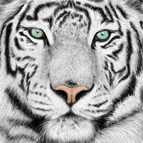 45+ White Tiger Fanart Pics - Morgano