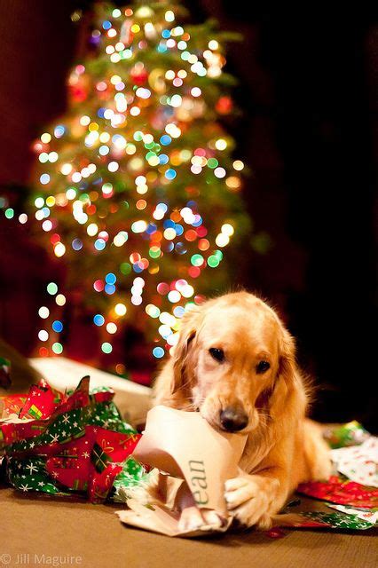 Dog Christmas Lights Wallpaper - Pets Lovers