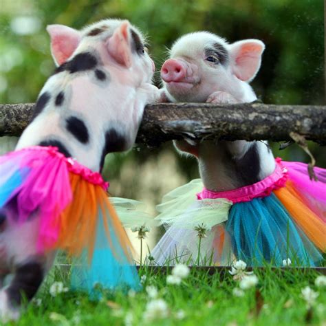 10 Most Adorable Micro Pig Photos Ever! - ABC News