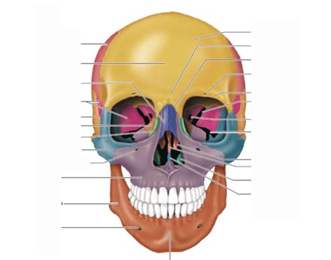 Facial Bones A&P Quiz