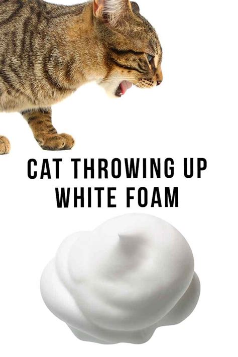 Cat Throwing Up White Foam - How Sick Is A Cat With White Vomit