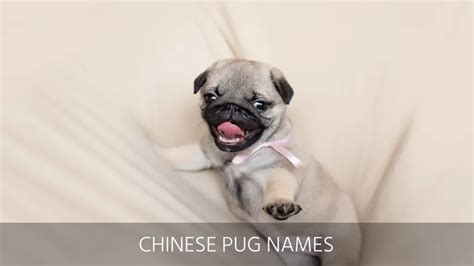 Ultimate List of the Top 600+ Pug Dog Names - Cute and Popular Puppy Name Ideas