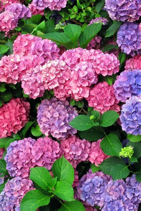 Hydrangea Care and Growing Tips – Sunny Home Creations