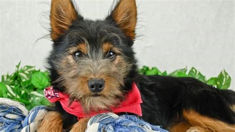 What Is My Yorkie Mixed With? - Our Yorkie