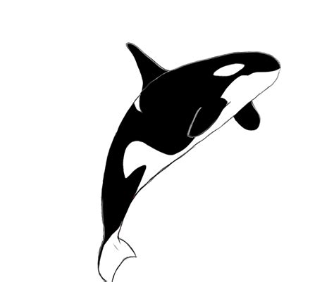 Killer Whale Cartoon - ClipArt Best