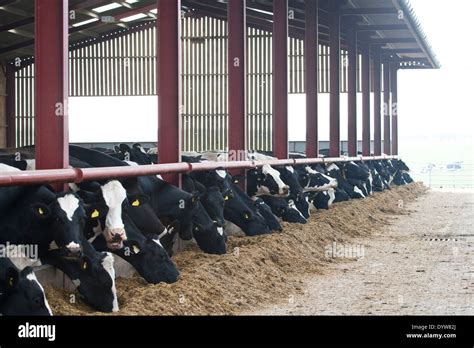 Dairy cows eating silage Stock Photo - Alamy