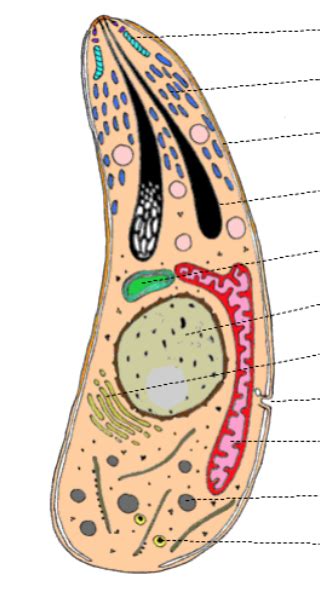 Structure of Apicomplexa Diagram | Quizlet