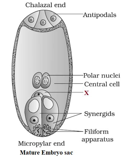 Embryo Diagram Labeled With Yolk Sac