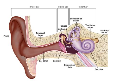 تطبيق My Ear Anatomy لعرض تشريح الأذن الخارجية - doctor