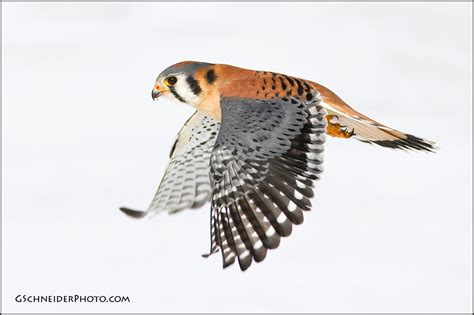 American Kestrel flying