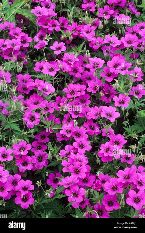 Geranium 'Patricia', Cranesbill, ground cover garden plant, purple flower geraniums Stock Photo ...