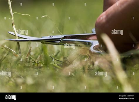 Cutting grass pair scissors hi-res stock photography and images - Alamy