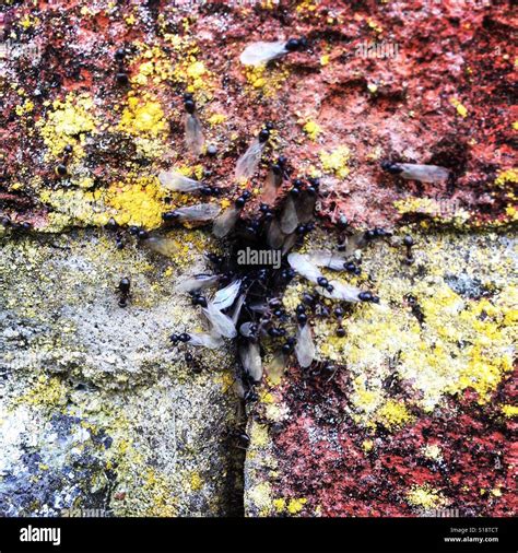 Flying ants nest hi-res stock photography and images - Alamy