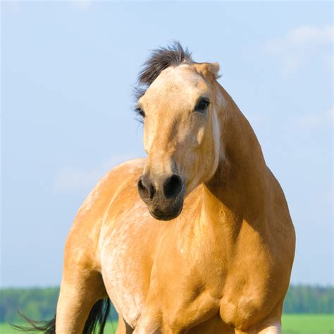 Why Do Horses Put Their Ears Back? Understanding Equine Body Language - Horse Care Advisor