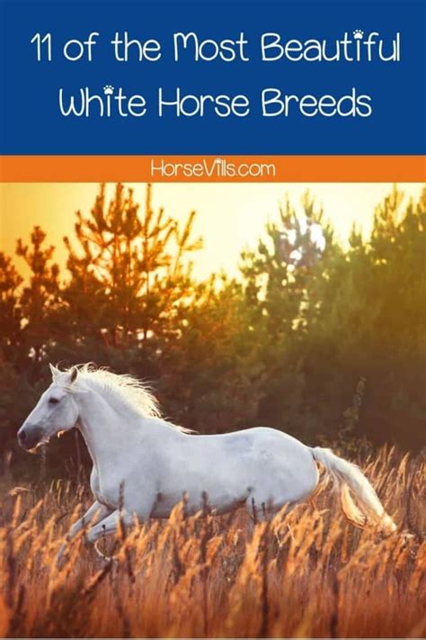 11 Beautiful White Horse Breeds (History & Characteristics)