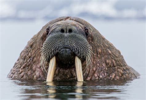 The long tusks of a walrus are useful in many ways. They use them to pull their enormous bodies ...