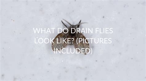 What Do Drain Flies Look Like? (Pictures Included) - Pest Prevention Patrol