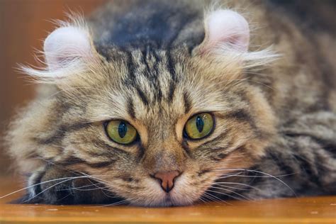 23 Cutest Cat Breeds Anyone Will Love