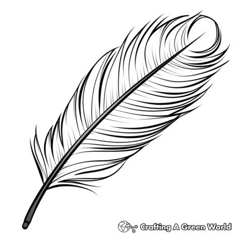 Peacock Feather Coloring Pages - Free & Printable!