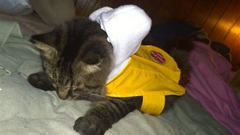 I put my Cat in a Banana Costume (10 Pics of my Cat in Banana Costume) | Halloween | Cat ...