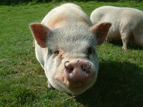 Pot Belly Pig 3 Free Photo Download | FreeImages