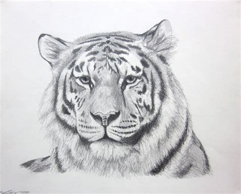 14 Drawing Tiger sketch drawing for artists for Figure Drawing | Creative Sketch Art Design