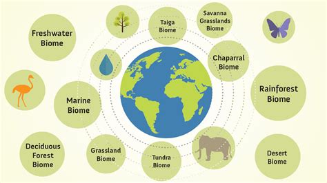 Biome Examples From Around the World | YourDictionary