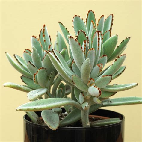 The 10 Best Succulents to Grow Indoors | Better Homes & Gardens