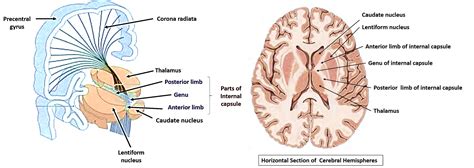 Internal Capsule – Anatomy QA