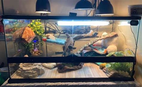 10 Inspiring Bearded Dragon Cage Setup and Decor Ideas