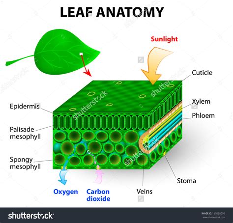 Structure Of Leaf Drawing