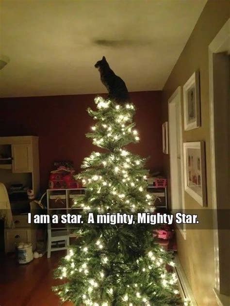 Cats and Christmas Tree - 28 Pics – FunnyFoto | Cat memes, Crazy cats, Cute cats