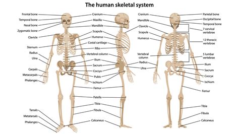 Chemical Makeup Of Human Bone | Saubhaya Makeup